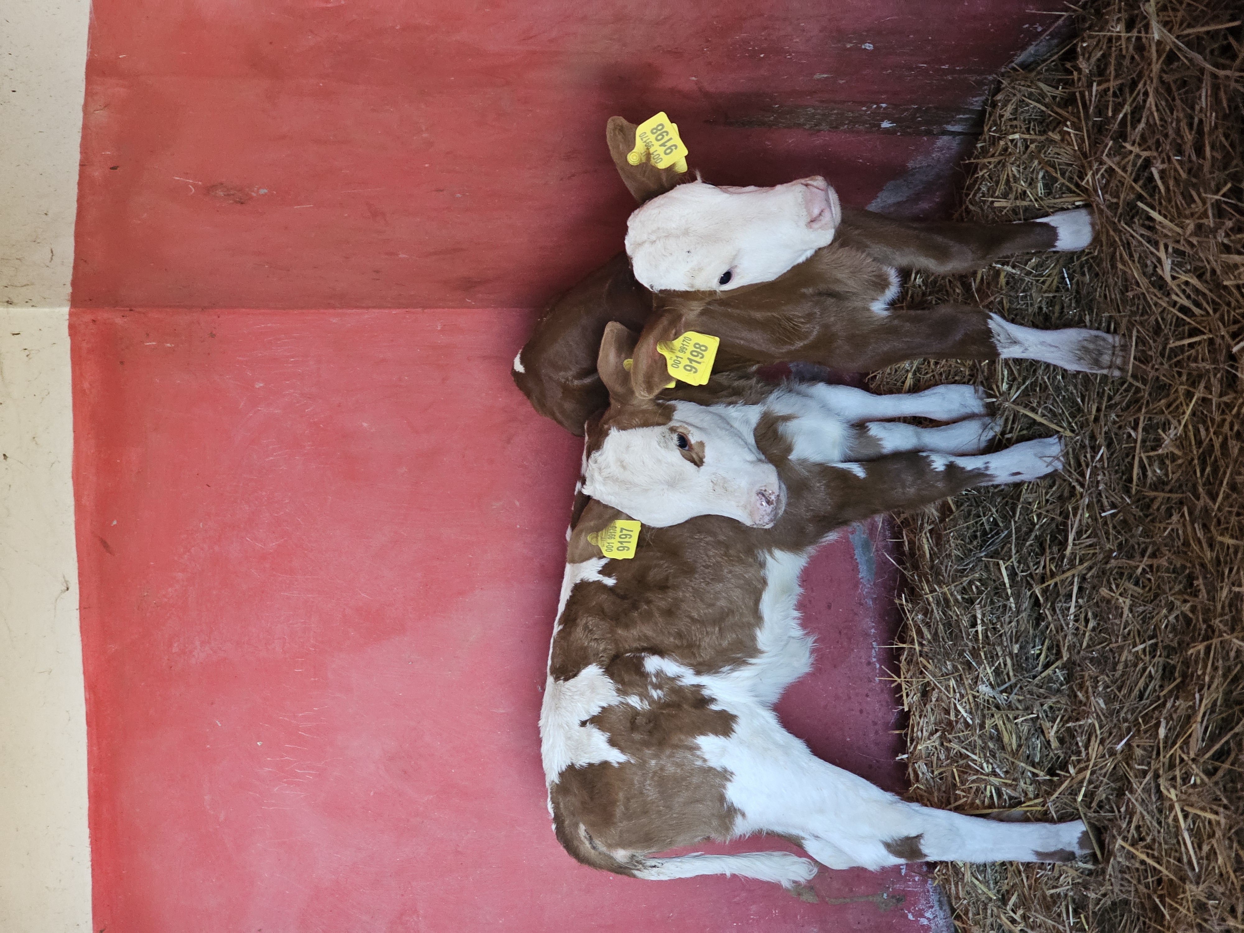 Mucche e animali nel Parco La Mandria alla Cascina Oslera