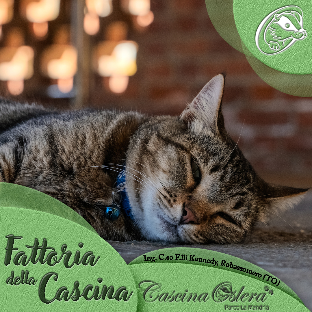 I gatti di casa