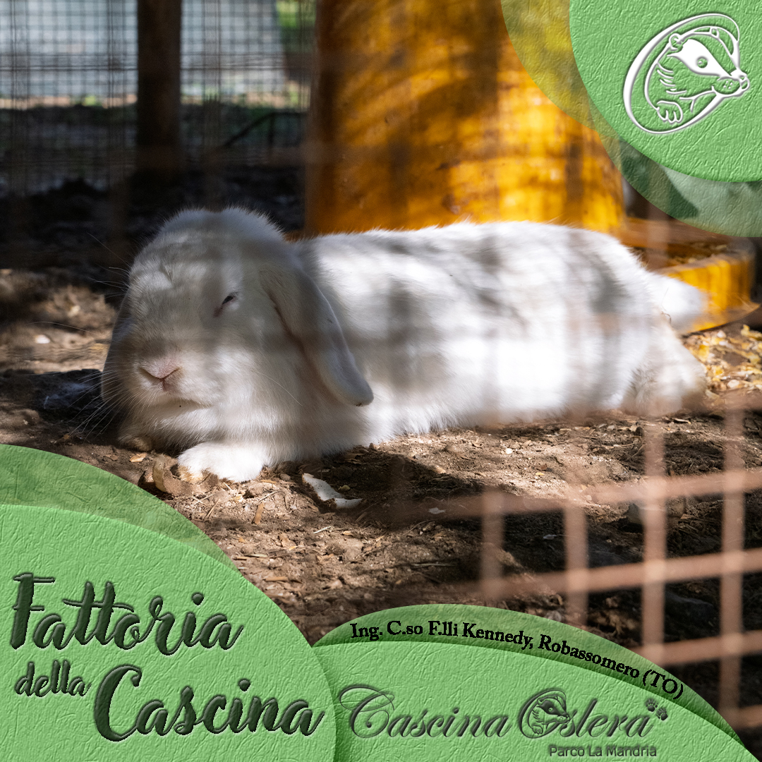 I conigli della Fattoria